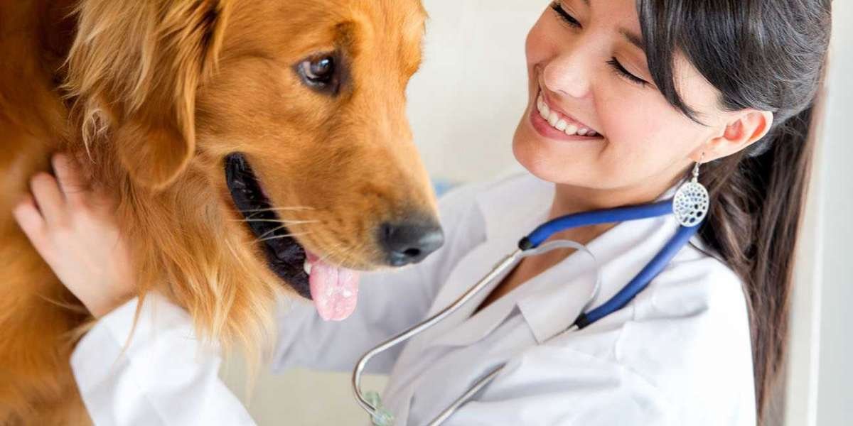 Pet Care Market Overview, Growth, Share, Revenue and Forecast 2031