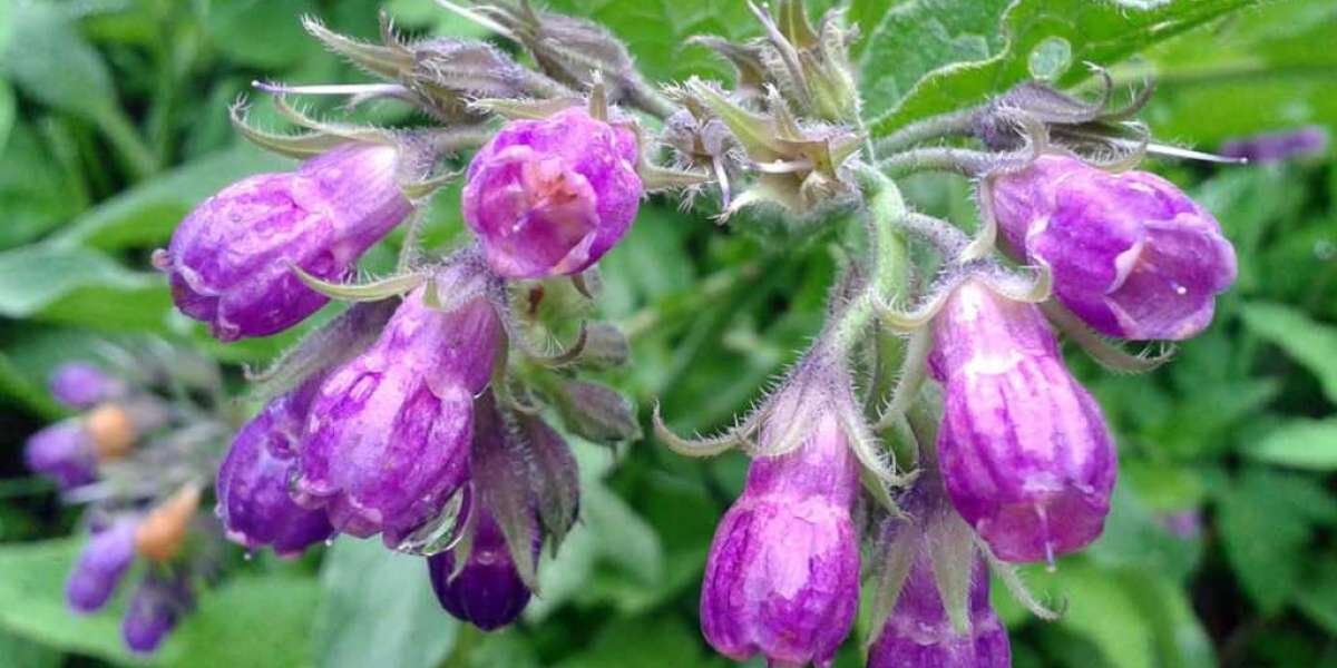 Allantoin Market: A Comprehensive Overview of the Industry's Players and Trends