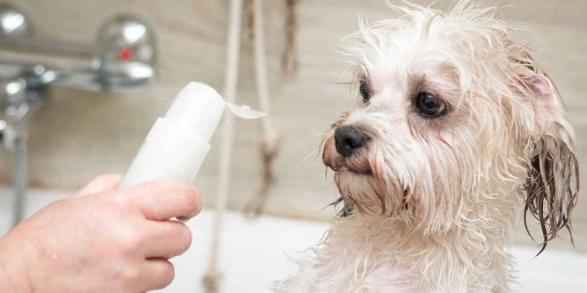 Pet Shampoo Market Size, Future Trends, Growth Key Factors, Demand, Share, Application, Scope, and Opportunities Analysi