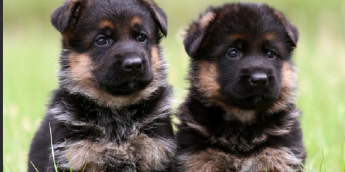 Florida German Shepherd Breeders: Finding the Perfect Pup for Your Family