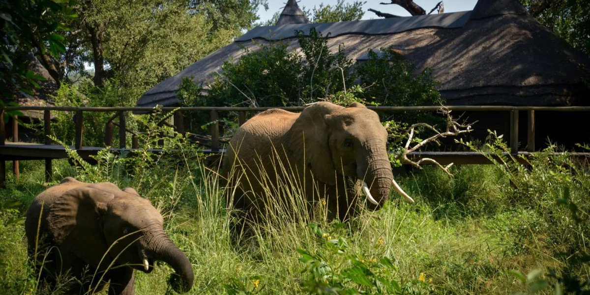 Best Kruger Park Lodges for an Authentic African Safari Experience You Will Love