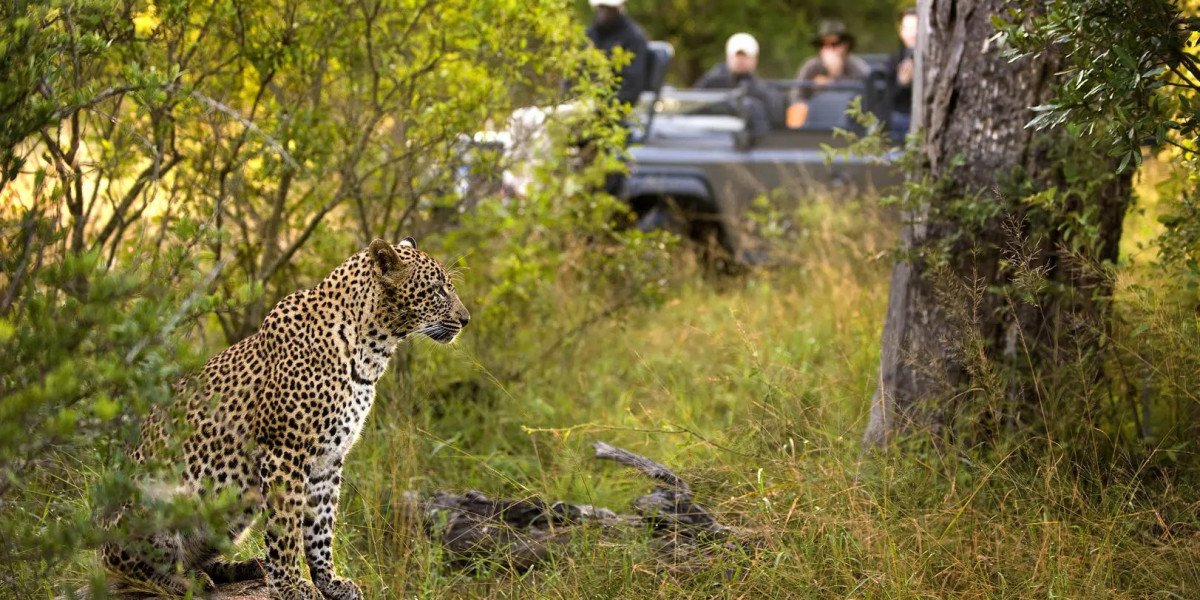 Book African Safari Tour Packages with Exclusive Access to Timbavati Game Reserve